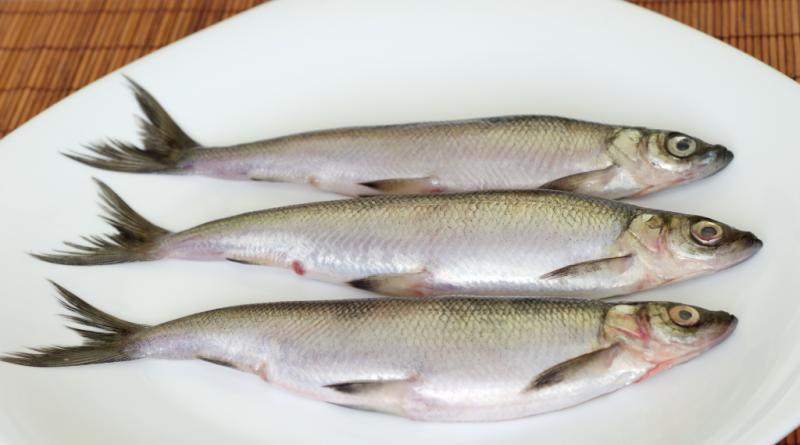 Ряпушка: как готовить в домашних условиях блюда из рыбы, фото рыбы